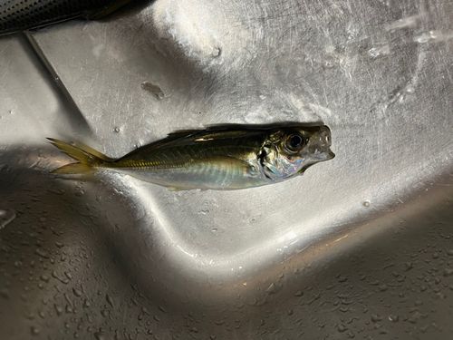 東京湾（アクアライン〜富津）