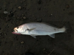 オオニベの釣果