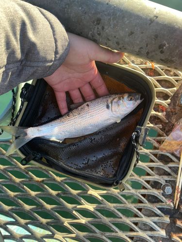 本牧海づり施設