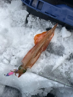 ヤリイカの釣果