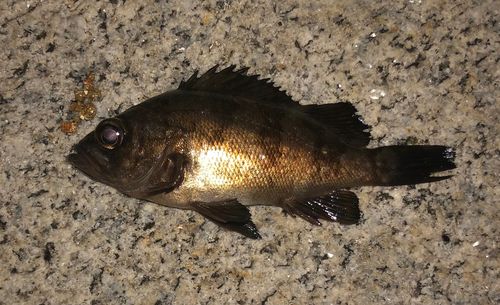 メバルの釣果