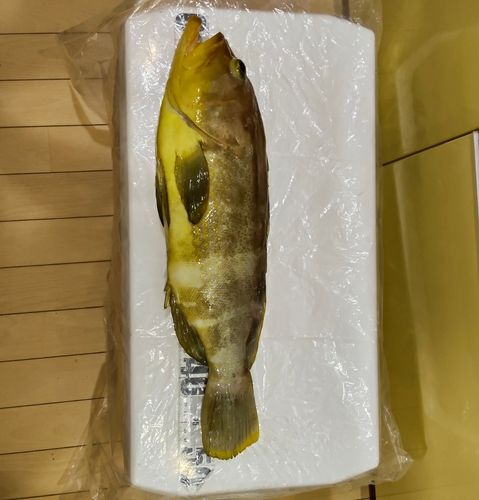 アオハタの釣果