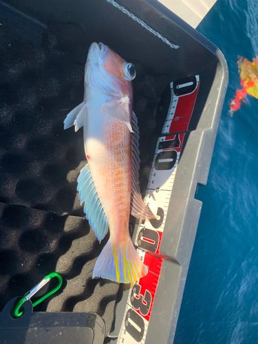 アマダイの釣果