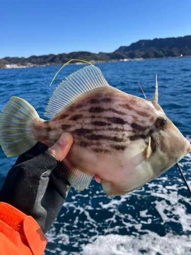 カワハギの釣果