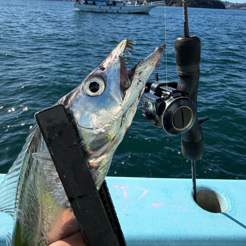 タチウオの釣果