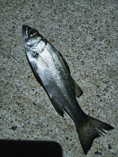 セイゴ（ヒラスズキ）の釣果