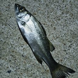 セイゴ（ヒラスズキ）