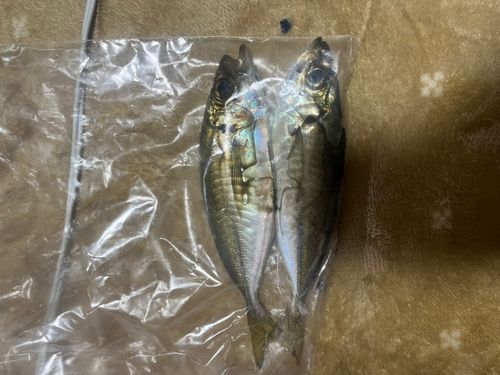 マアジの釣果