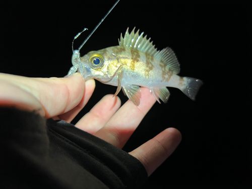 東京湾（アクアライン〜富津）