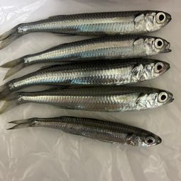 トウゴロウイワシ