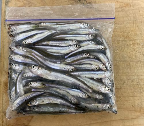 ワカサギの釣果