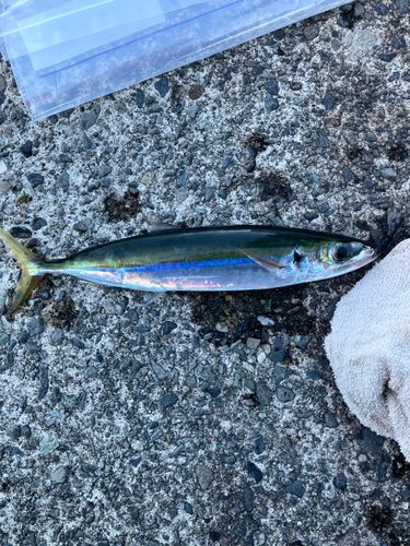 海上つり堀まるや