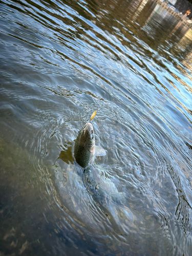 ニジマスの釣果