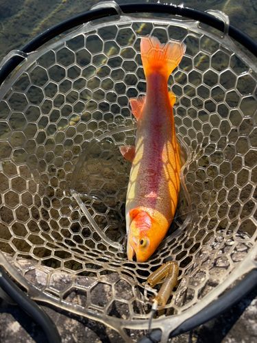 フィッシングリゾート上永野