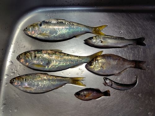 コノシロの釣果