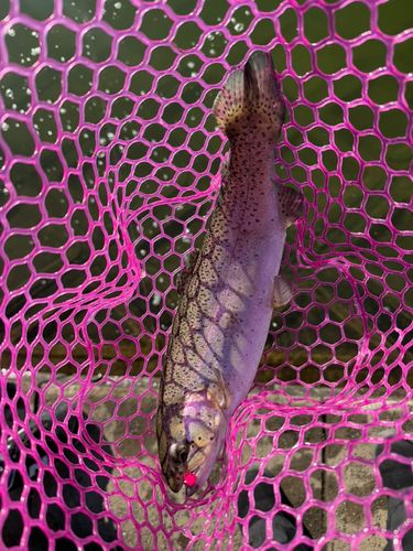 東山湖フィッシングエリア