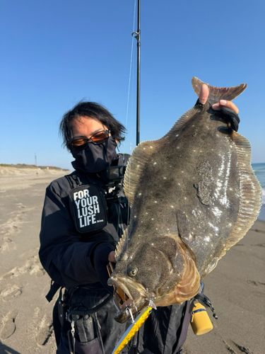 ヒラメの釣果