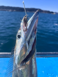 タチウオの釣果