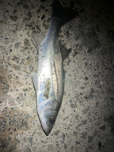 セイゴ（マルスズキ）の釣果