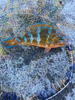 ヒブダイの釣果