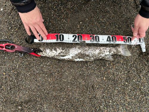 アメマスの釣果