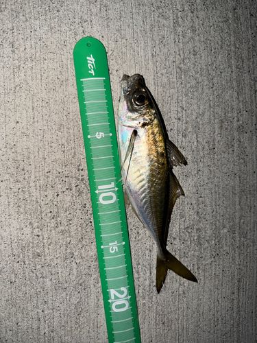 マアジの釣果