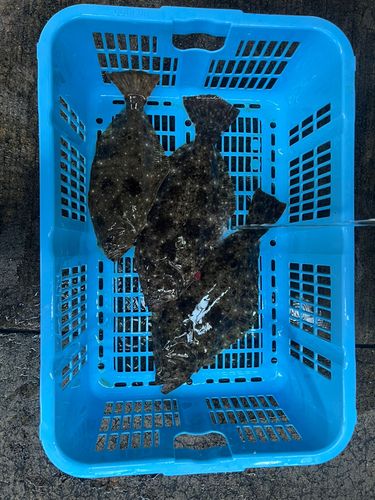 ヒラメの釣果