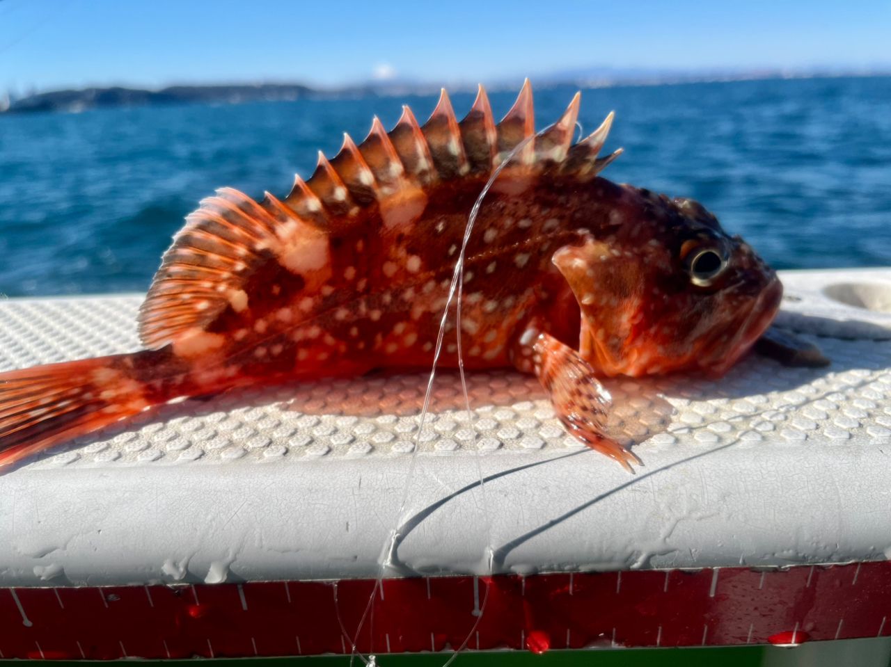 えさ政釣船店／東京都の予約可能な船釣りプラン・料金案内-24h受付でお