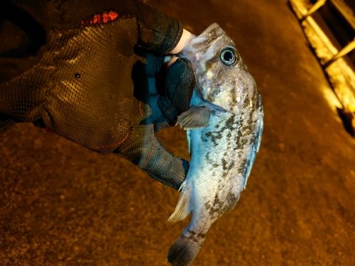 クロソイの釣果