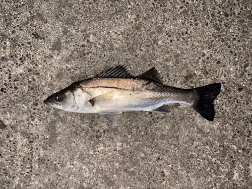 セイゴ（マルスズキ）の釣果