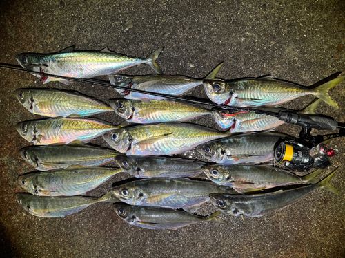アジの釣果