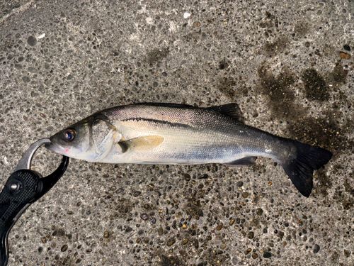セイゴ（マルスズキ）の釣果