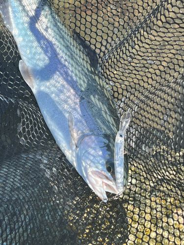 ニジマスの釣果