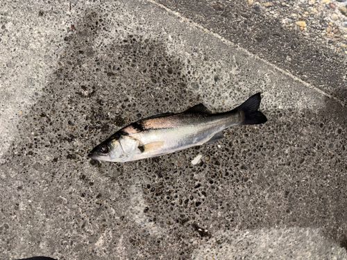 セイゴ（マルスズキ）の釣果