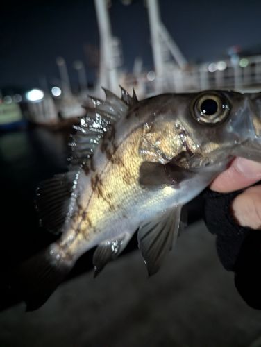 メバルの釣果