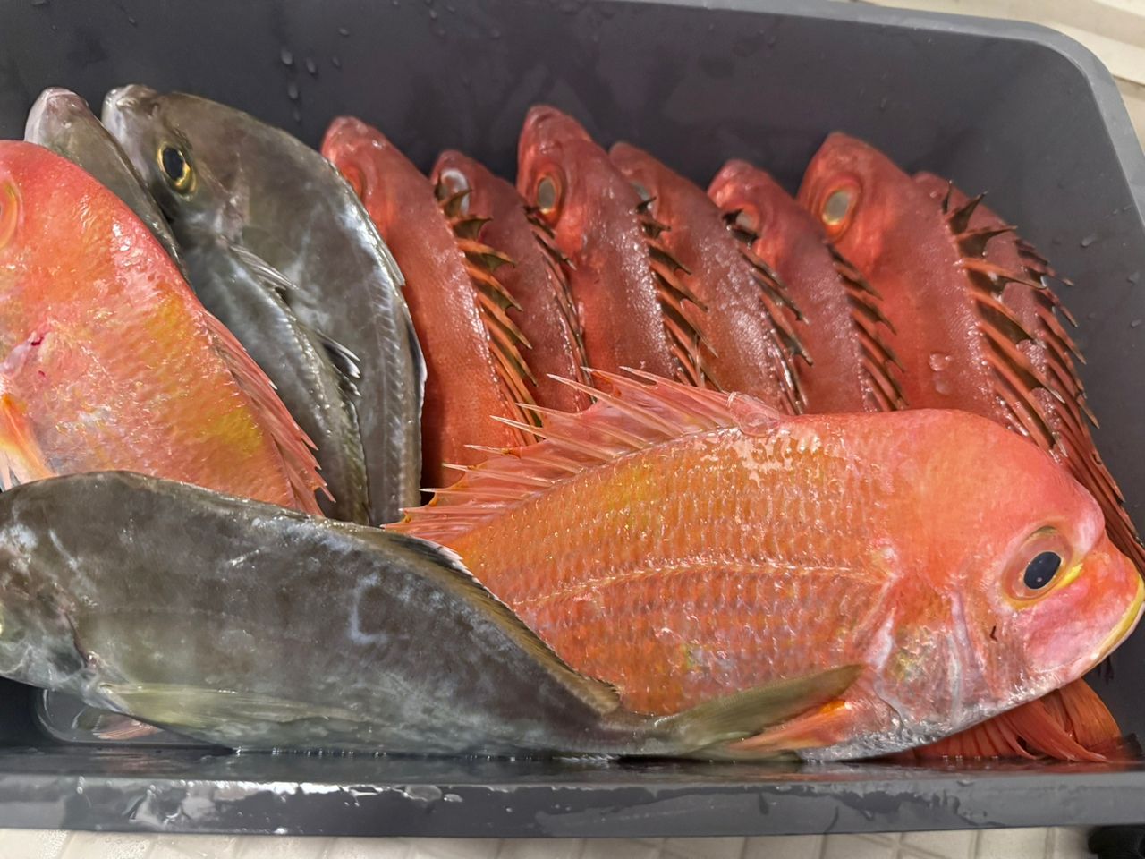 チカメキントキ