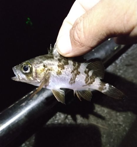 メバルの釣果