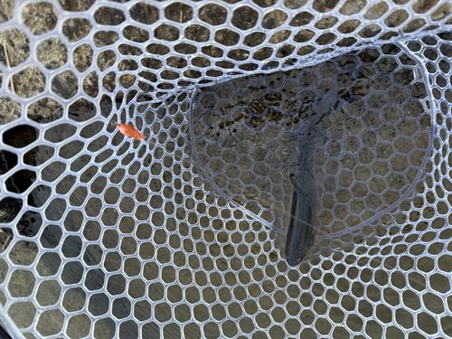 北方川釣り体験場マス釣り場