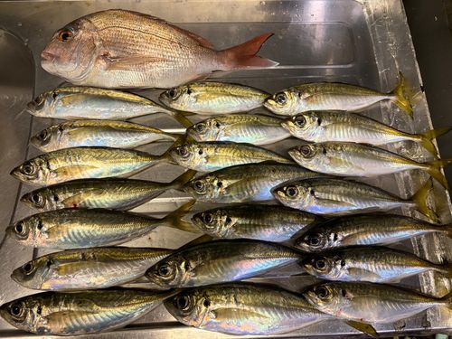 アジの釣果