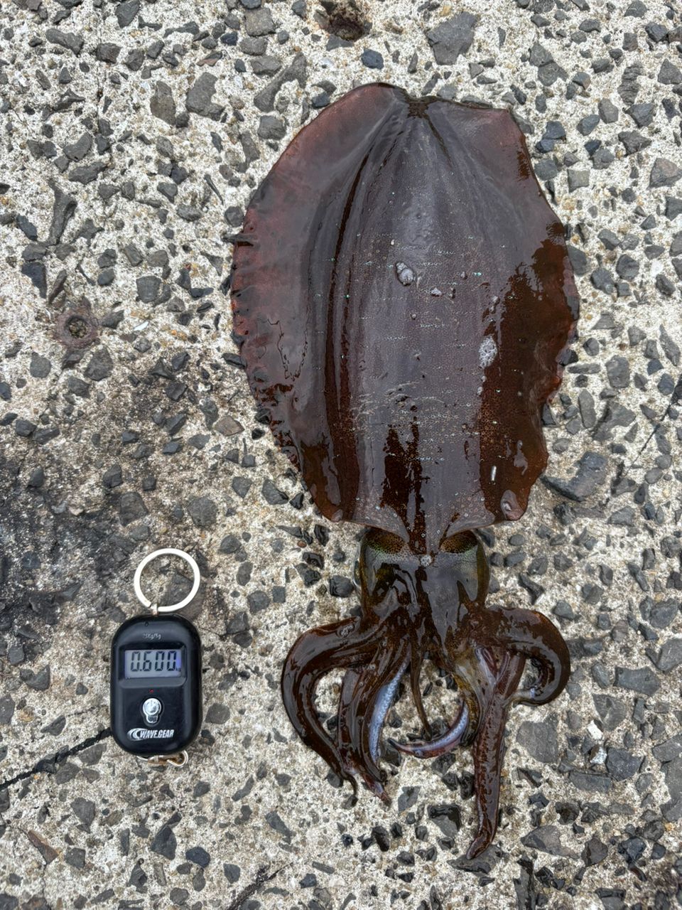 アオリイカの釣果写真