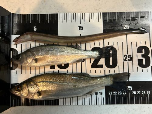 若洲海浜公園海釣り施設