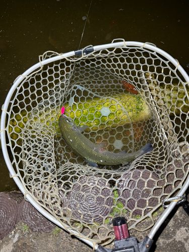 ベリーパーク in FISH ON! 王禅寺