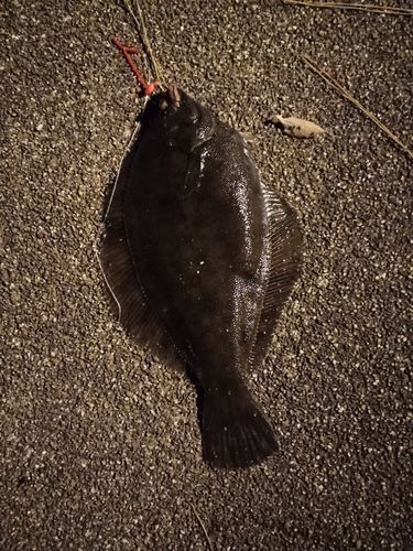 マコガレイの釣果