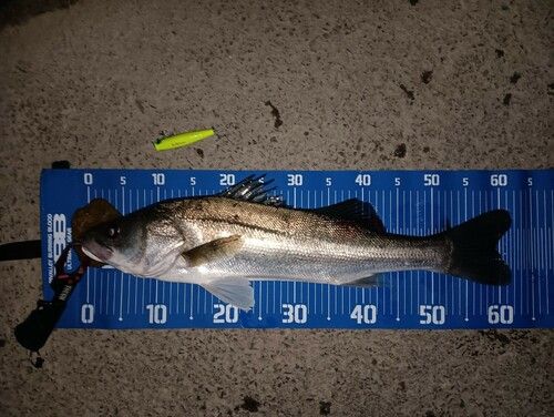 シーバスの釣果