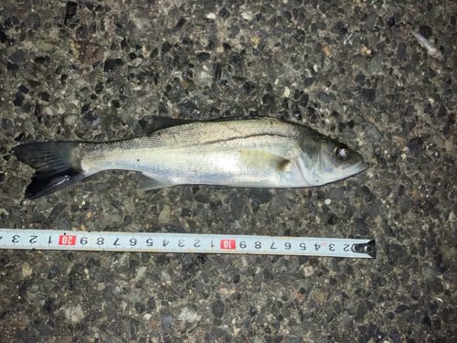 セイゴ（マルスズキ）の釣果