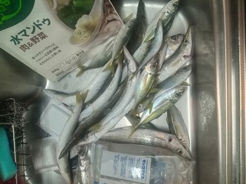 アカカマスの釣果