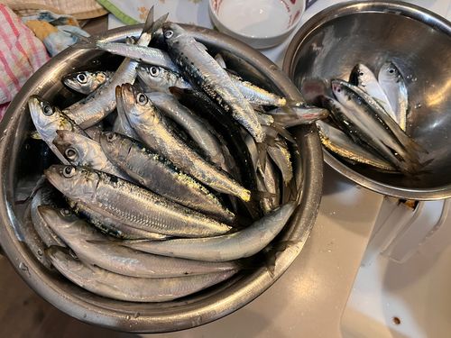 イワシの釣果