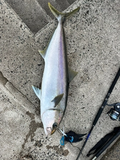 ヒラマサの釣果