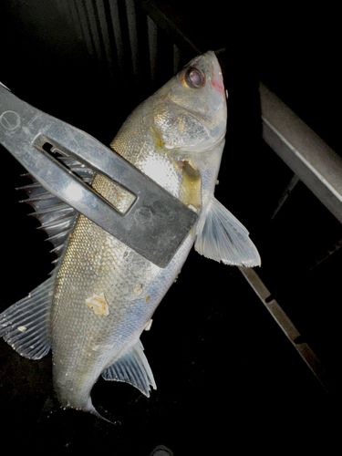 千葉港中央埠頭