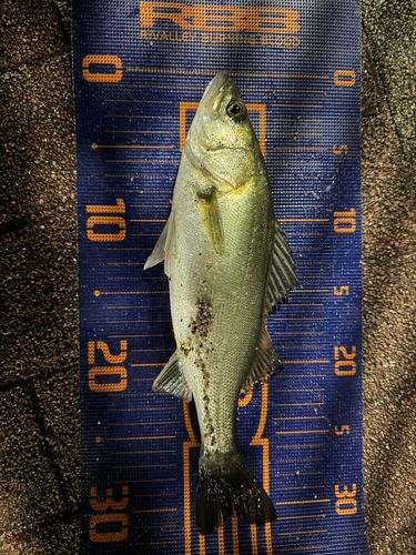 豊洲ぐるり公園